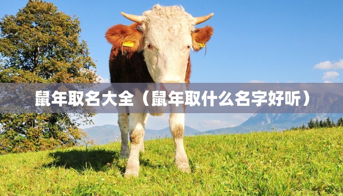 鼠年取名大全（鼠年取什么名字好听）