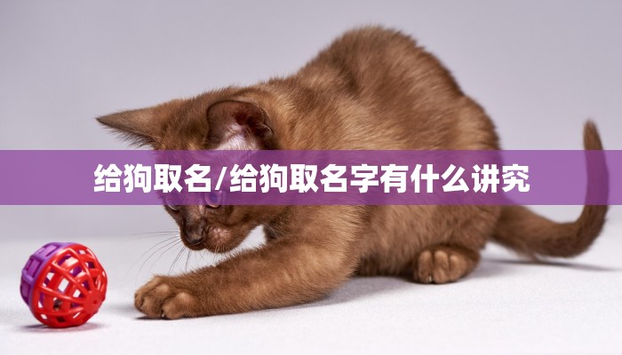 给狗取名/给狗取名字有什么讲究